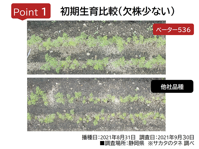 初期生育比較_欠株少ない