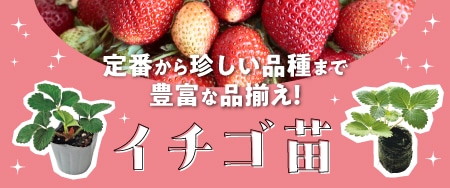 定番から珍しい品種まで豊富な品ぞろえイチゴ苗