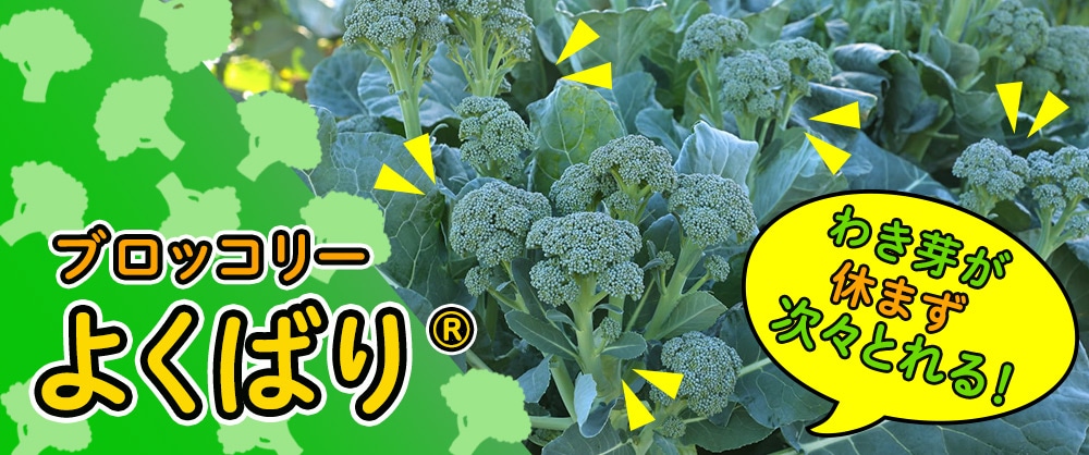 わき芽が次々とれる！ブロッコリー よくばり（R）