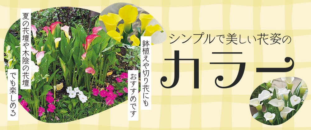 シンプルで美しい花姿のカラー 夏の花壇や木陰の花壇でも楽しめる。鉢植えや切り花にもおすすめです。