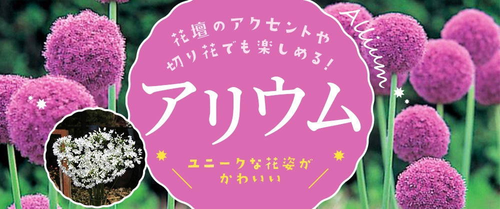 花壇のアクセントや切り花でも楽しめる! ユニークな花姿がかわいいアリウム