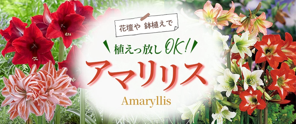 花壇や鉢植えで植えっ放しOK！大きなお花が豪華なアマリリス