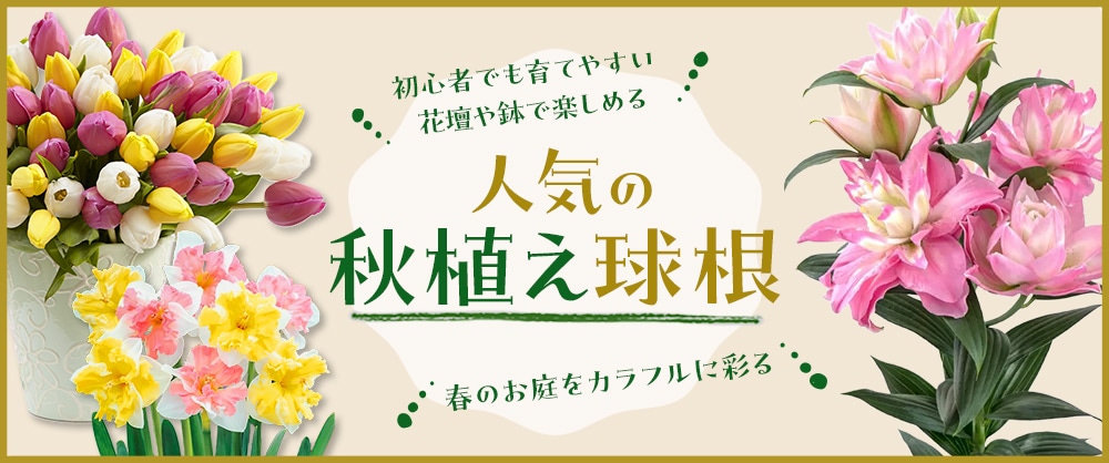 人気の秋植え球根 ・初心者でも育てやすい ・花壇や鉢で楽しめる ・春のお庭をカラフルに彩る