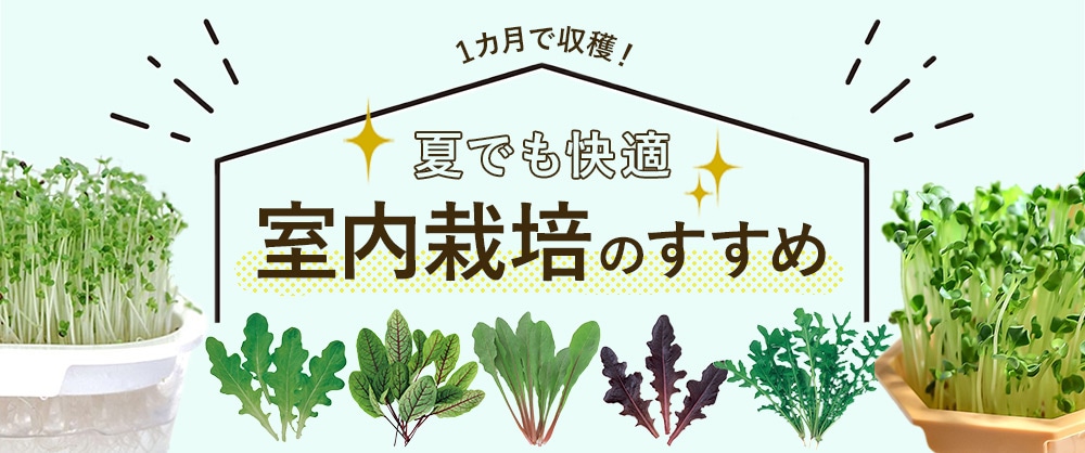 1カ月で収穫!夏でも快適、室内栽培のすすめ
