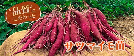品質にこだわったサツマイモ苗