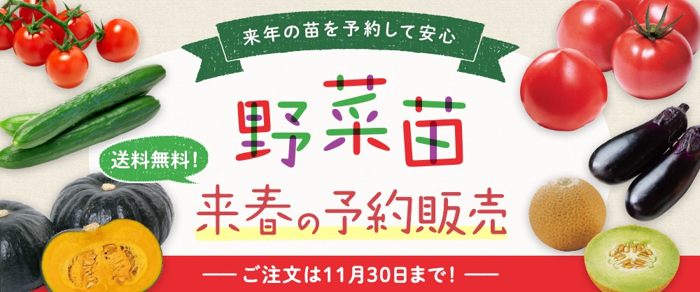 来年の苗を予約してお得に安心 野菜苗 送料無料!来春の予約販売
