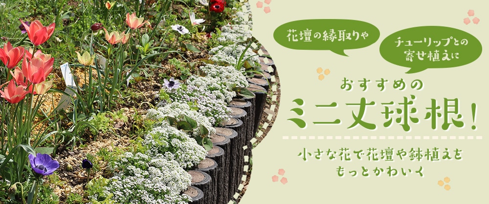 花壇の縁取りやチューリップとの寄せ植えにおすすめのミニ丈球根! 小さな花で花壇や鉢植えをもっとかわいく