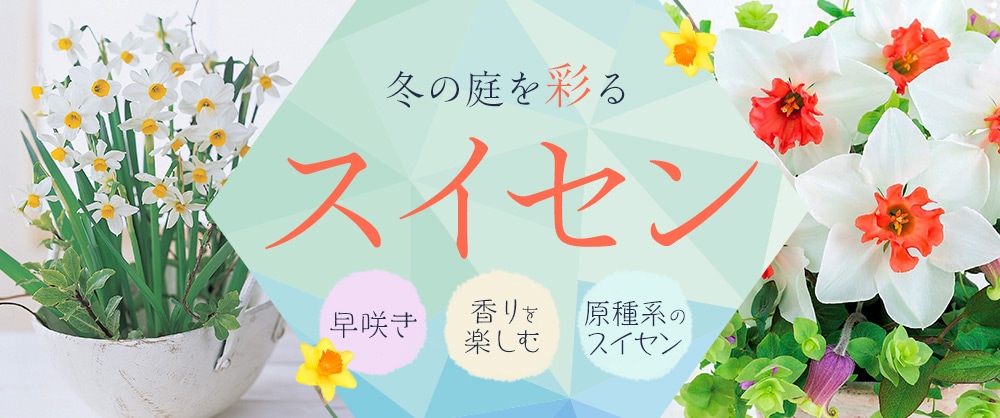 冬の庭を彩るスイセン 早咲き・香りを楽しむ・原種系のスイセン
