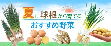 夏に球根から育てるおすすめ野菜