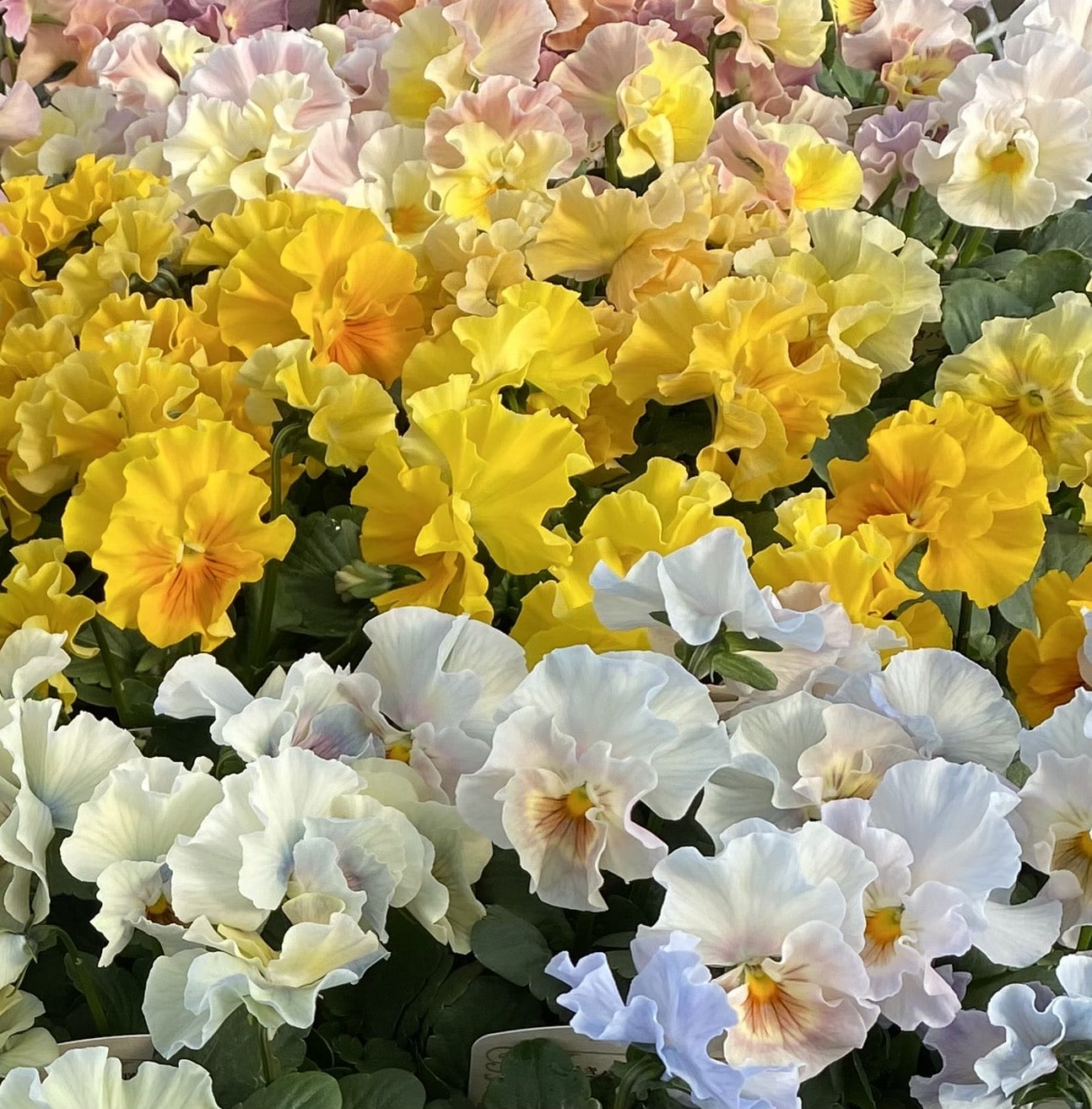 サンプル