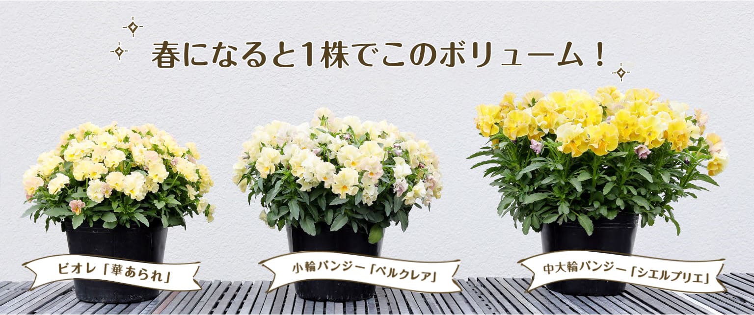 掲載商品_左華あられ_中ぺルクリア_右シエルブリエ