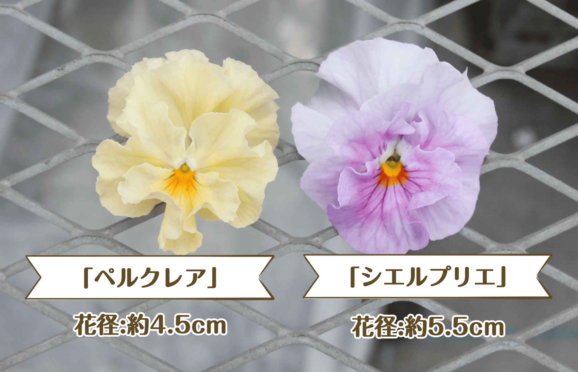 比較画像_左ペルクレア_右シエルブリエ