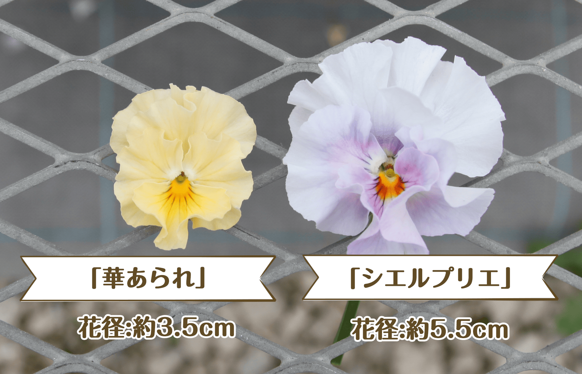 比較画像_左華あられ_右シエル