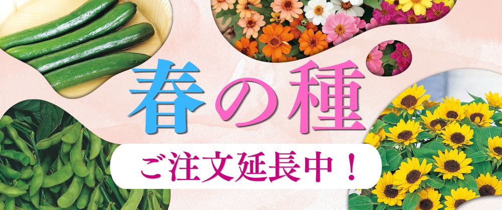 2026_春の種_ご注文延長中