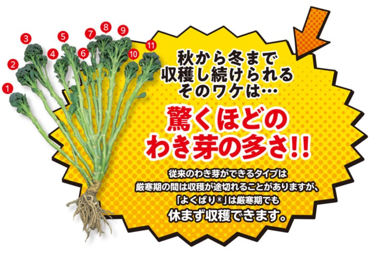 サンプル