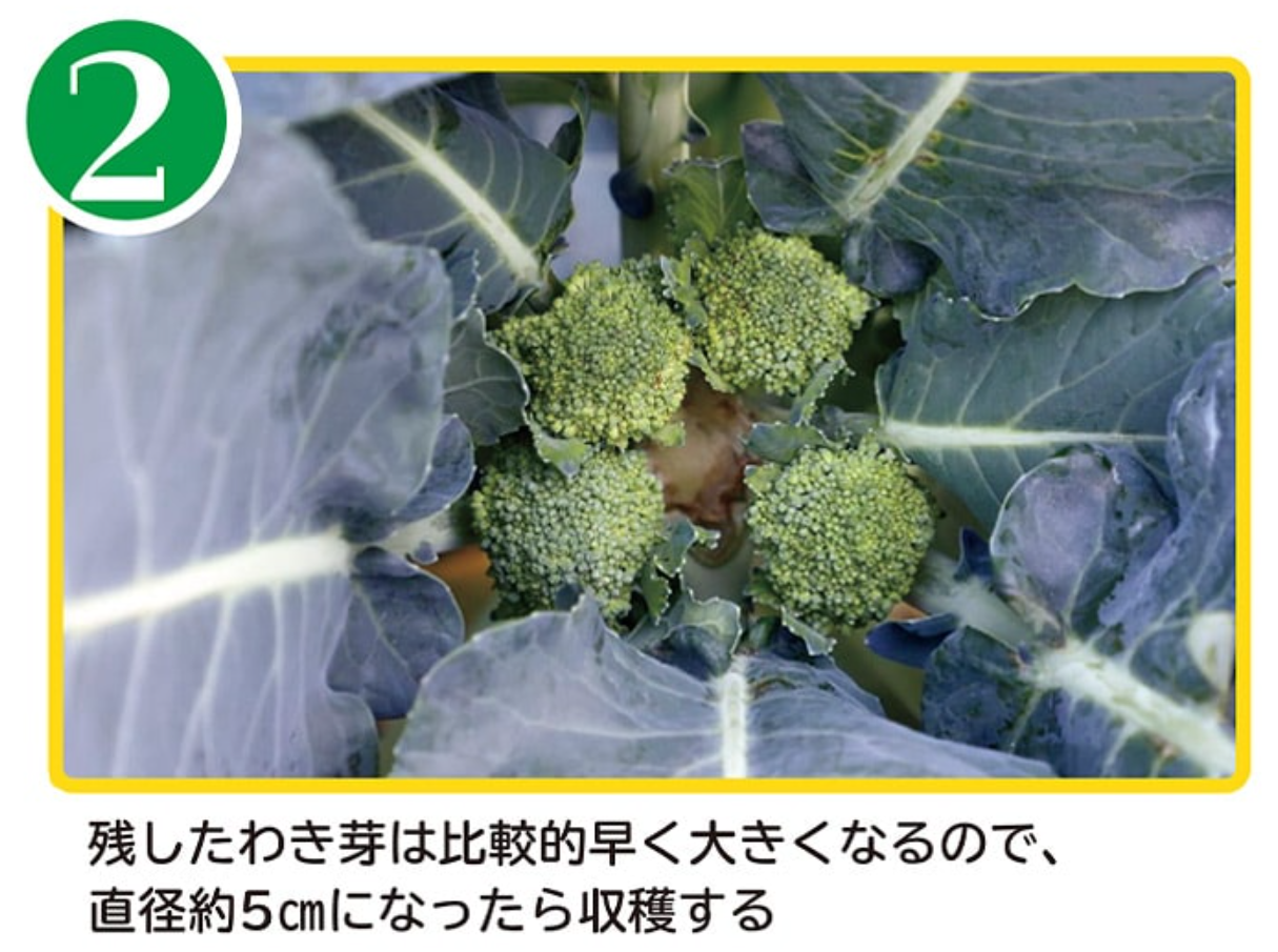サンプル