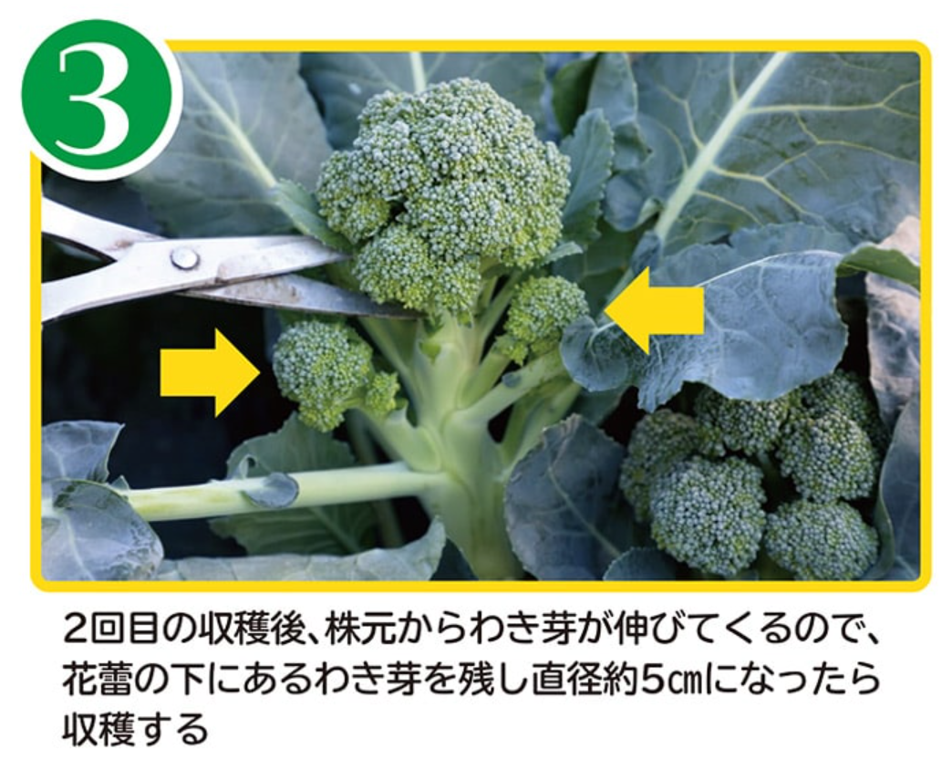 サンプル