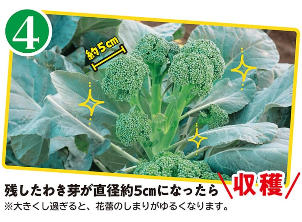 サンプル