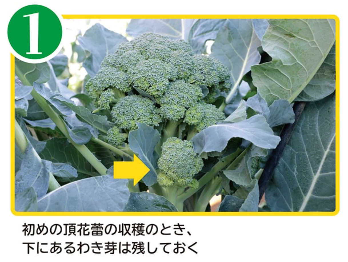 サンプル