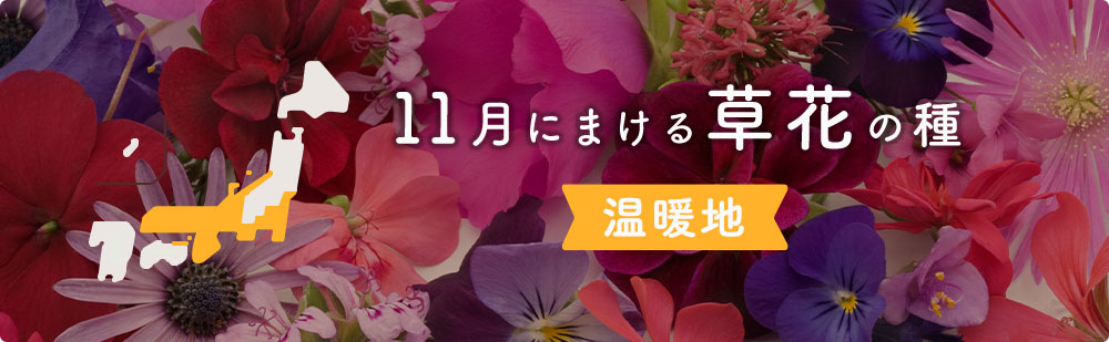 11月の温暖地にまける草花の種