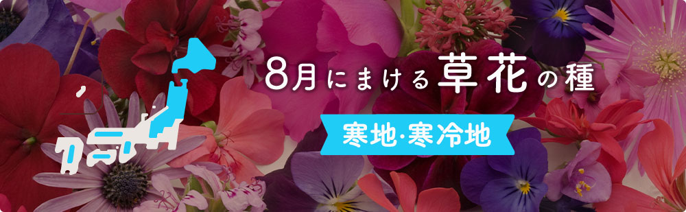 8月の寒地・寒冷地にまける草花の種