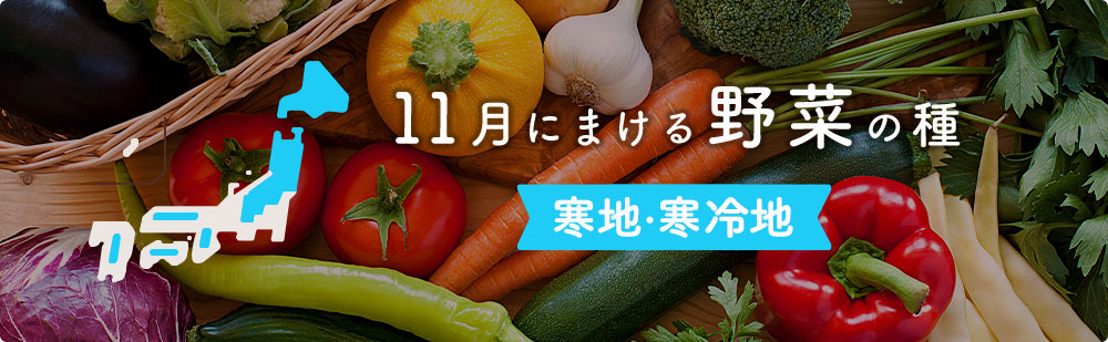 11月の寒地・寒冷地にまける野菜の種