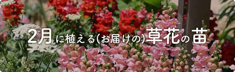 2月にまける花の苗