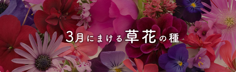 3月にまける花の種