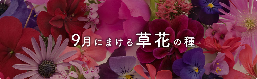 9月にまける花の種