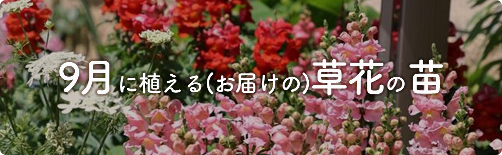 9月にまける花の苗