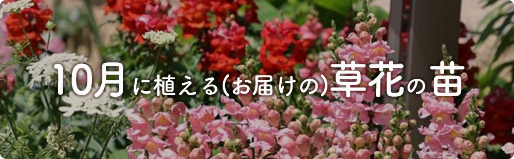 10月にまける花の苗
