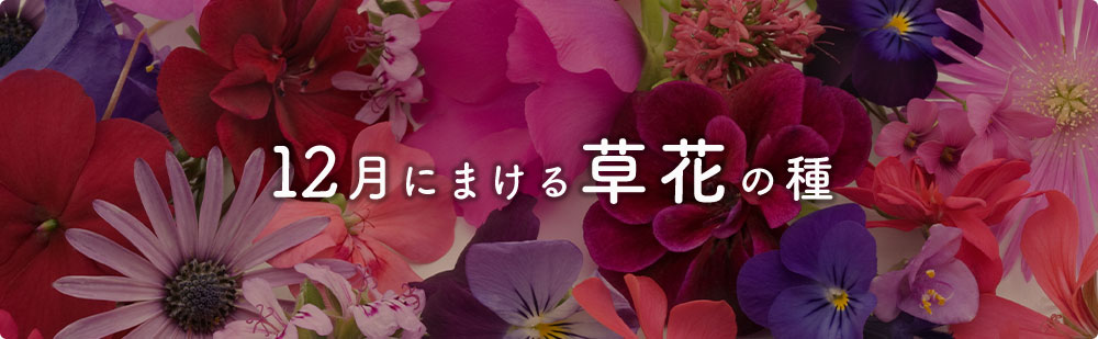 12月にまける花の種