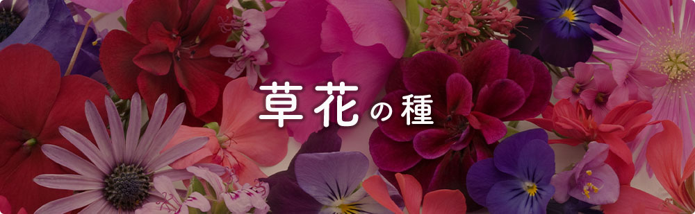 草花の種