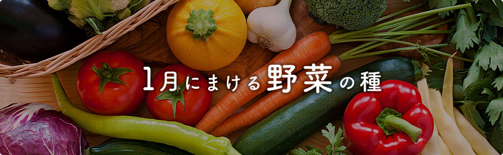1月にまける野菜の種