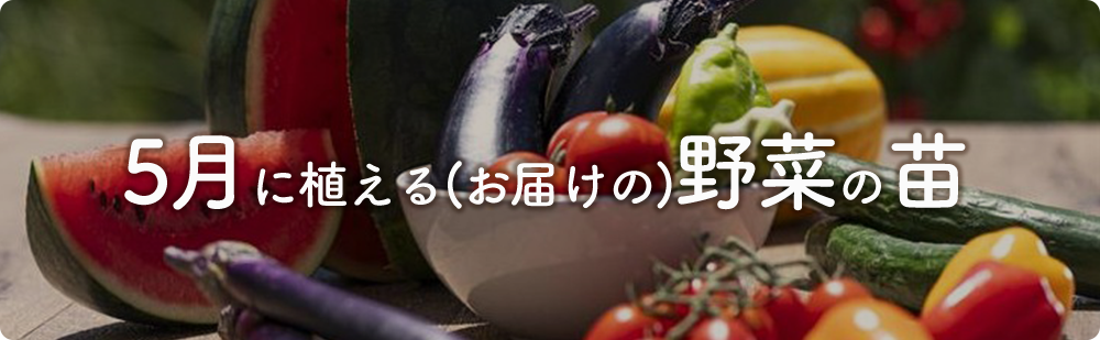 5月にまける野菜の苗