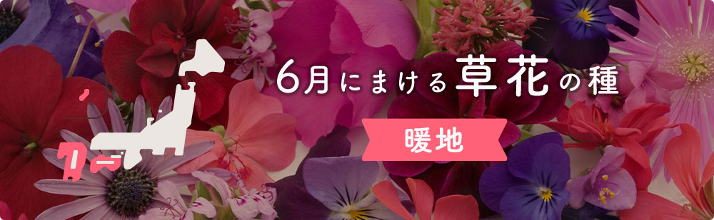 6月の暖地にまける草花の種