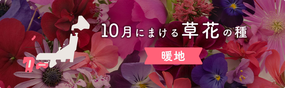10月の暖地にまける草花の種