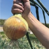 タマネギ 泉州の力