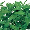 中国野菜 エンツァイ