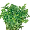 中国野菜 スープセロリ（芹菜）