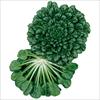 中国野菜 タァツァイ