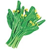 中国野菜 中国菜心