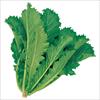 中国野菜  セリフォン