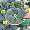 ブロッコリー よくばり(R)