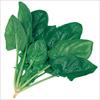 サラダほうれん草 トリトン