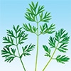 ベビーリーフ 葉ニンジン
