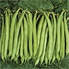 有機種子 つるありインゲン 丸さやタイプ 緑