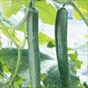 夏バテ知らず 自根苗
