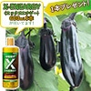 おうち野菜（R） ナス くろぷり 自根苗