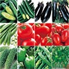 人気の野菜苗 おすすめ12種セット
